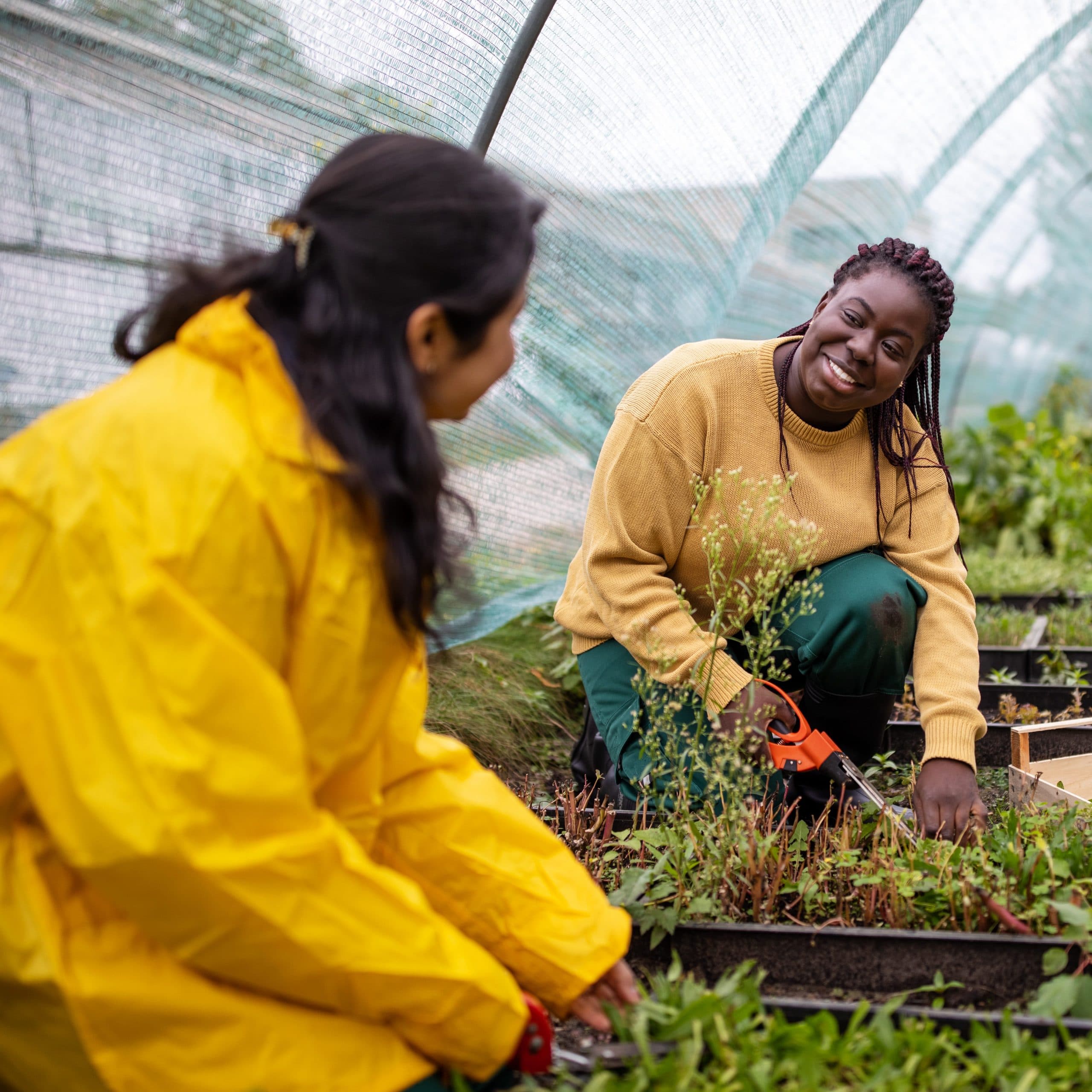 Women chatting while working on plants in greenhouse. Women in uniform gardening at garden center.