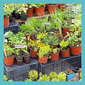 Make the world a little green with this proven fundraising idea: a plant sale.